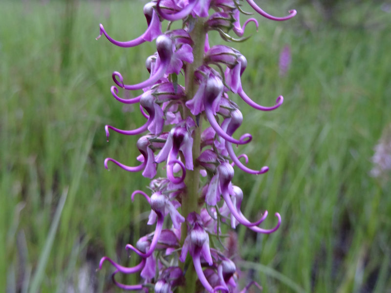 a purple flower resembling the head of an elephant