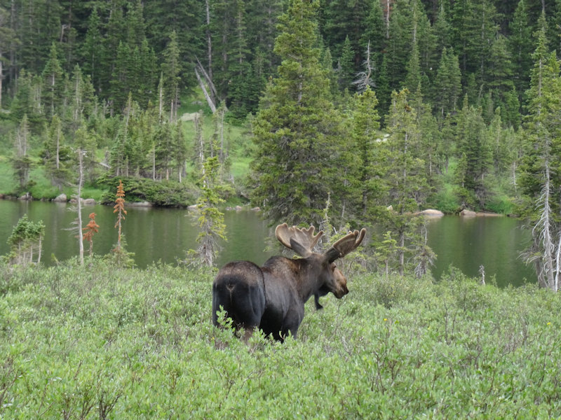 a moose standing in a spruce or pine forest stares out at a body of water